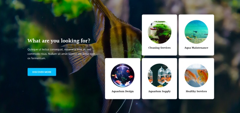 Dịch vụ thiết kế website cá cảnh Dịch vụ thiết kế website cá cảnh