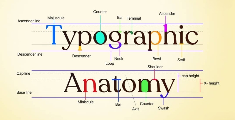Typography anatomy